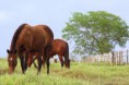 /album/potros-e-potras-fazenda-maria-de-lourdes/dsc01456-jpg/
